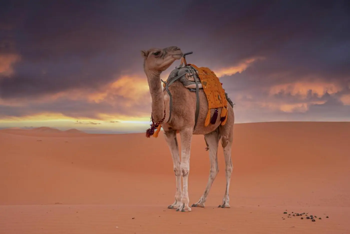 Kamelritt och En Natt i Merzouga-öknen